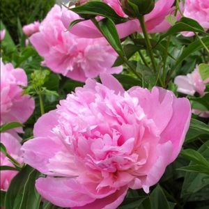 Meet your Posher, Karina